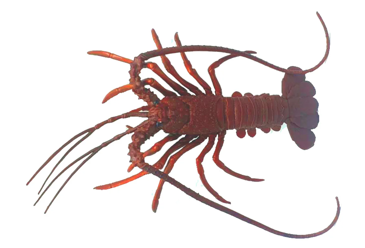 خرید فیگور موفان توی حیوان دریایی فیگور «شاه میگو، لابستر » فیگور مدل واقعی حیوانات، مجسمه حیوان، مدل شبیه سازی شده حیوان Mofun Toy Lobster Simulation Model Animals figure M6033