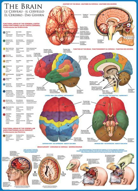 پازل یوروگرافیک 1000 تکه «مغز» Eurographics Puzzle The Brain 1000 pieces 6000-0256