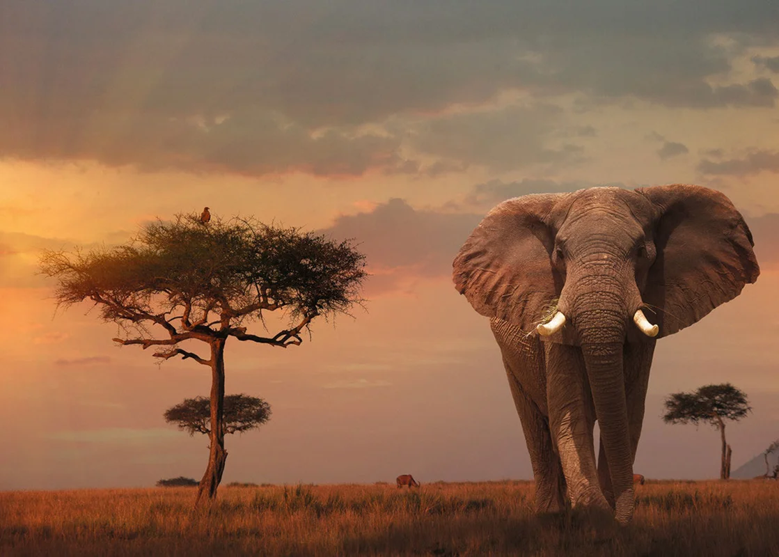 خرید رونزبرگر پازل 1000 تکه «فیل در پارک ملی ماسای مارا» Ravensburger Puzzle Nature Edition No 13 Elefant in Masai Mara Nationalpark 1000 pcs 15159