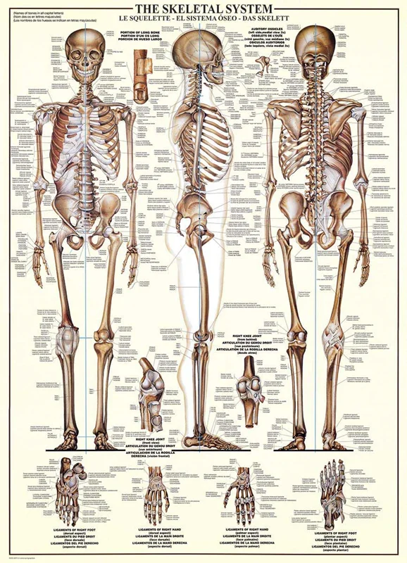 پازل یوروگرافیک 1000 تکه «سیستم اسکلتی» Eurographics Puzzle The Skeletal System 1000 pieces 6000-3970