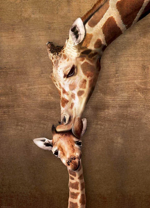 پازل یوروگرافیک 1000 تکه «بوسه زرافه مادر» Eurographics Puzzle Giraffe Mother's Kiss 1000 pieces 6000-0301