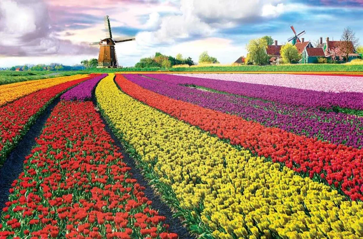 پازل یوروگرافیک 1000 تکه «دشت لاله هلند» Eurographics Puzzle Tulip Field - Netherlands 1000 pieces 6000-5326