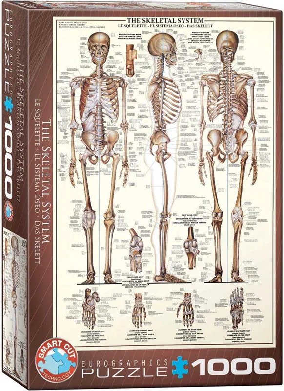 پازل یوروگرافیک 1000 تکه «سیستم اسکلتی» Eurographics Puzzle The Skeletal System 1000 pieces 6000-3970