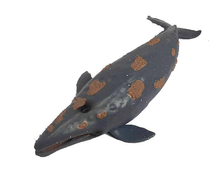 فیگور نهنگ خاکستری Grey Whale PL127-1258