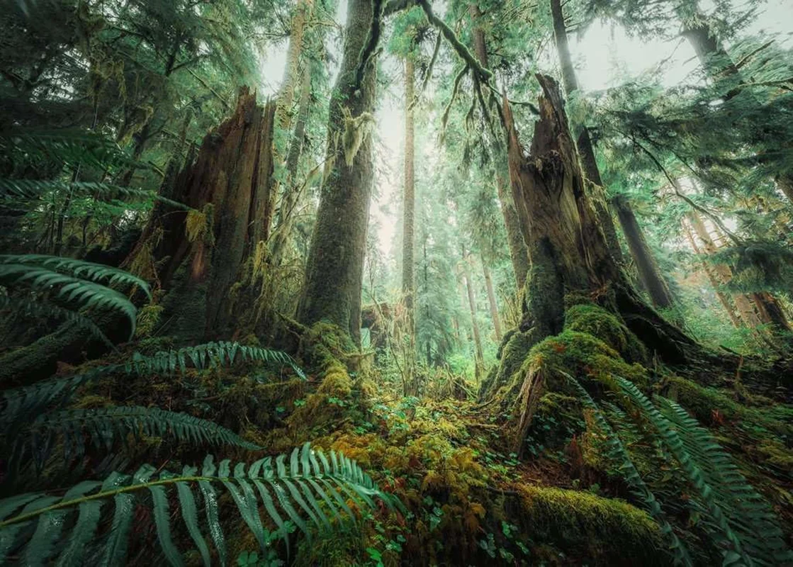 نمای کامل پازل Ravensburger Power of Nature پس از تکمیل