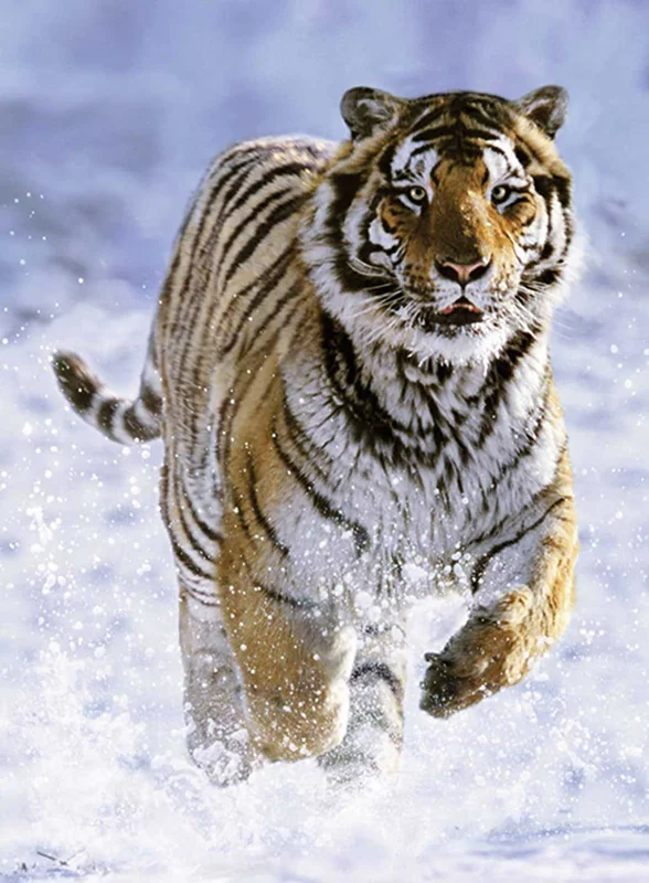 پازل رونزبرگر 500 تکه «ببر در برف» Ravensburger Puzzle Tigers In The Snow 500 pcs 144754