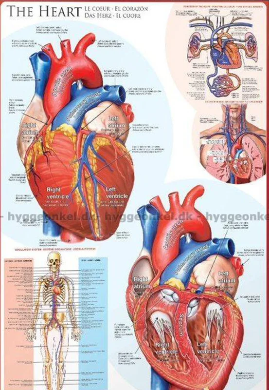 پازل یوروگرافیک 1000 تکه «قلب» Eurographics Puzzle The Heart 1000 pieces 6000-0257