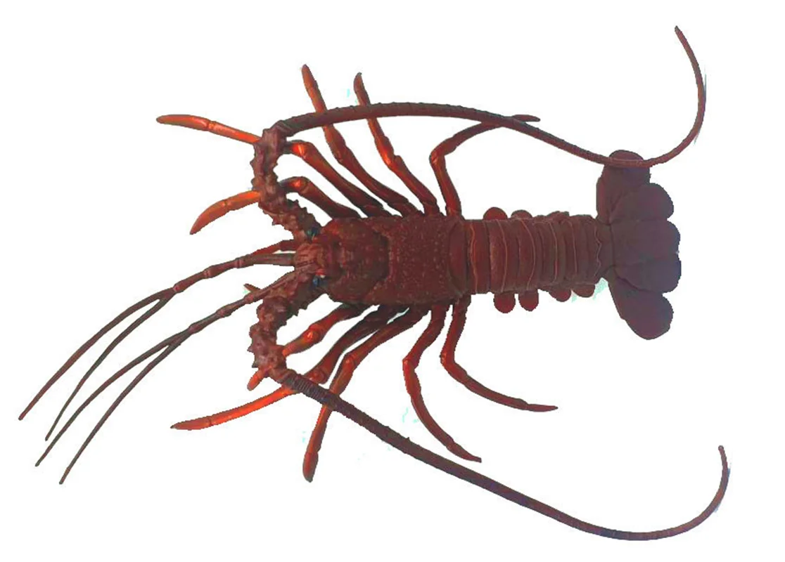 فیگور شاه میگو، لابستر